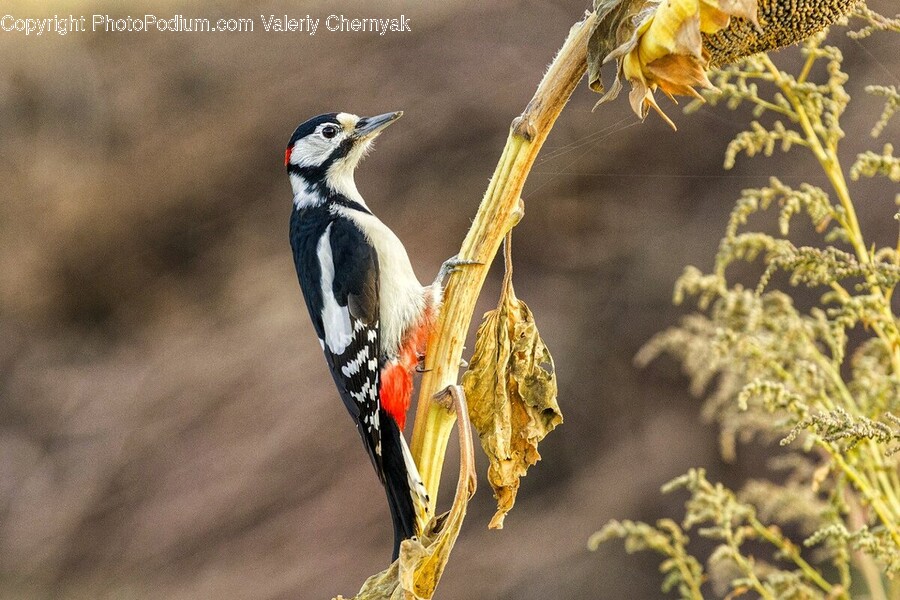 Animal, Beak, Bird, Woodpecker, Finch