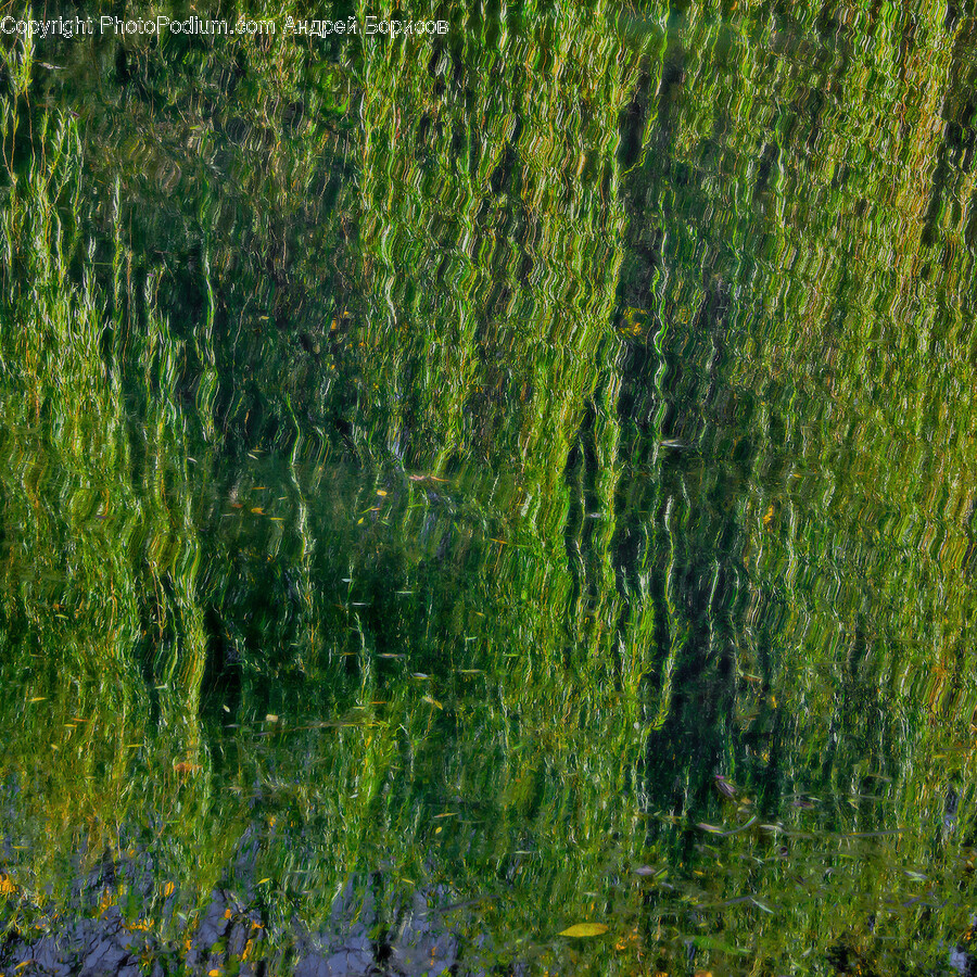 Plant, Tree, Vegetation, Willow, Land