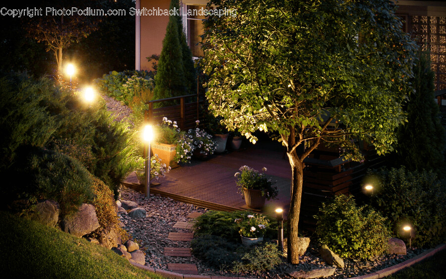 Flare, Light, Path, Walkway, Plant