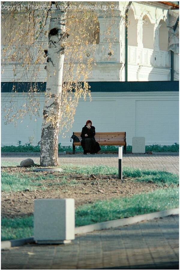 Bench, Furniture, Plant, Tree, Adult