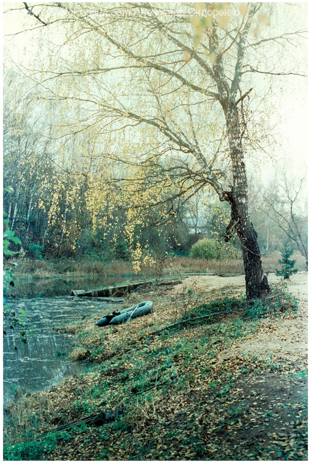 Plant, Tree, Land, Nature, Outdoors