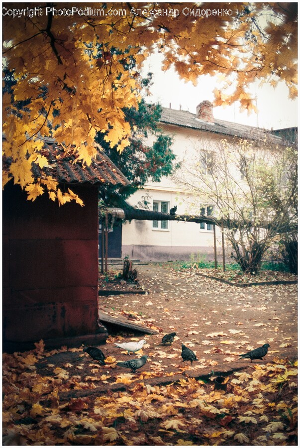 Leaf, Plant, Architecture, Building, Outdoors