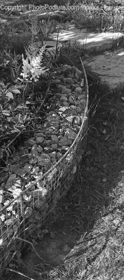 Slate, Rubble, Soil, Plant, Tree