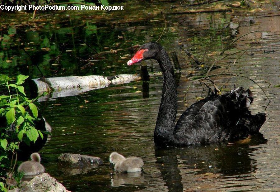 Bird, Black Swan, Swan, Waterfowl, Outdoors, Pond, Water
