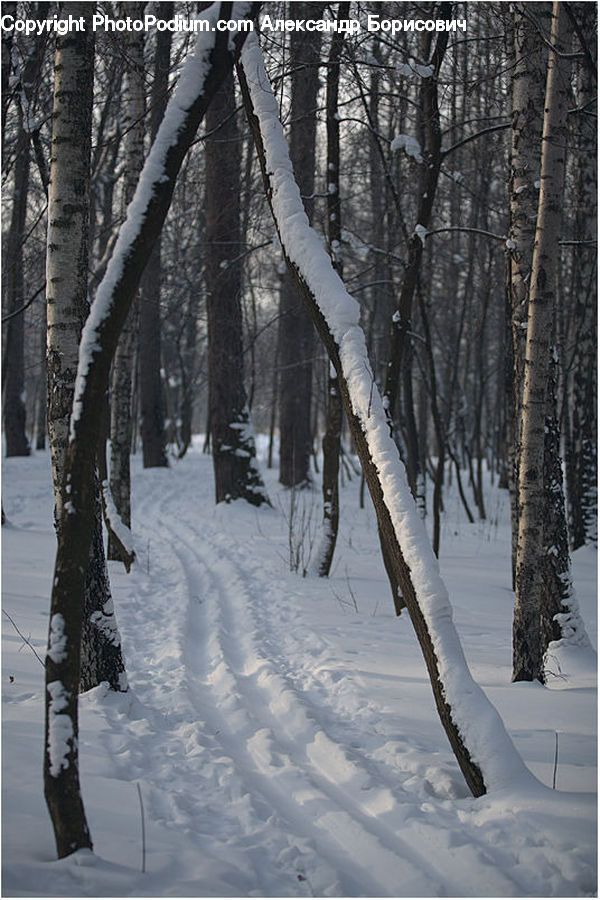 Birch, Tree, Wood, Ice, Outdoors, Snow, Plant