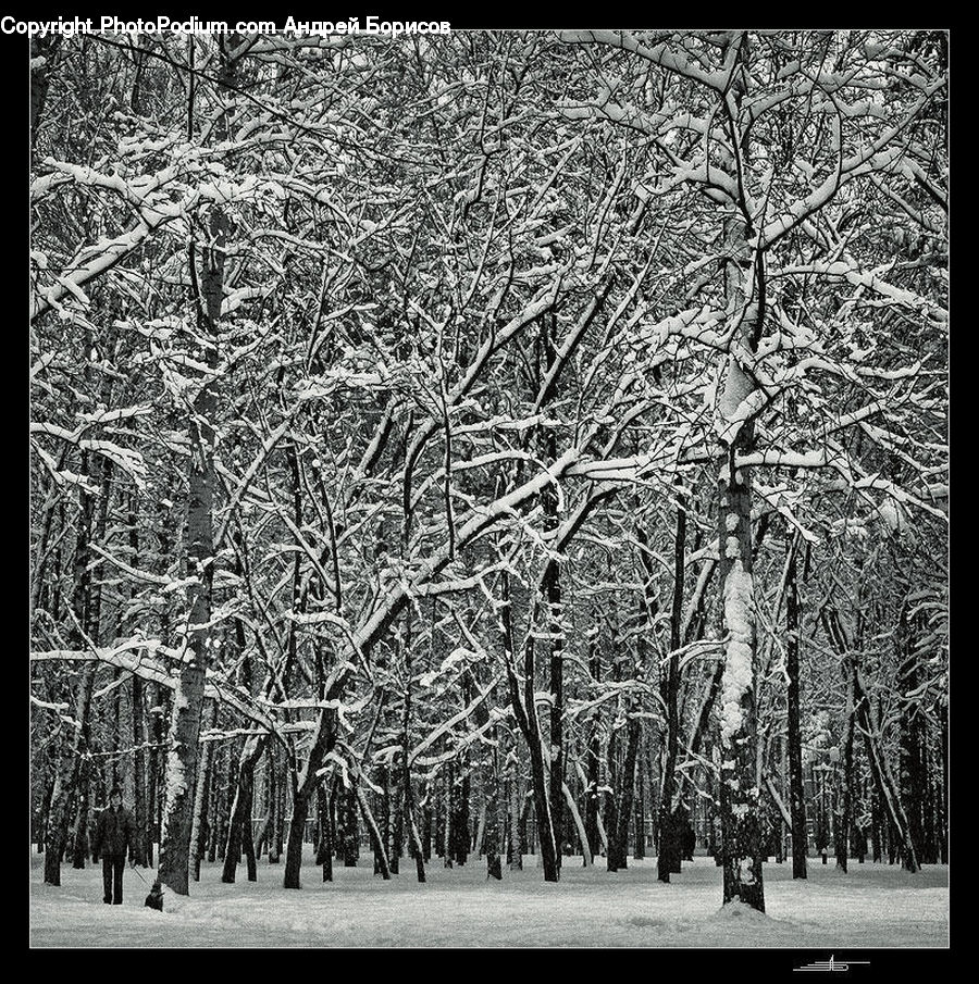 Plant, Tree, Birch, Wood, Forest, Vegetation, Grove