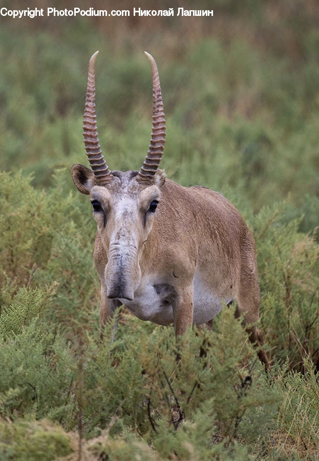 Animal, Gazelle, Impala, Mammal, Wildlife, Deer, Antelope