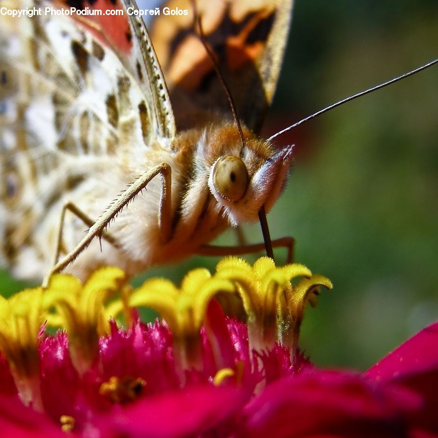 Bee, Insect, Invertebrate, Flora, Pollen, Cricket Insect, Grasshopper