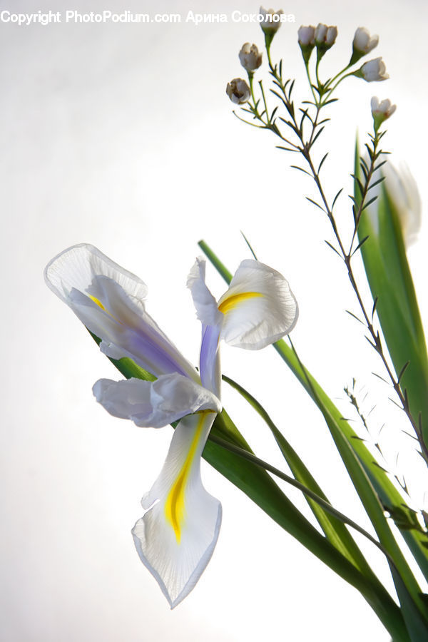 Blossom, Daffodil, Flora, Flower, Plant, Amaryllis, Gladiolus