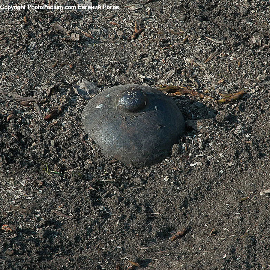 Dung Beetle, Insect, Invertebrate