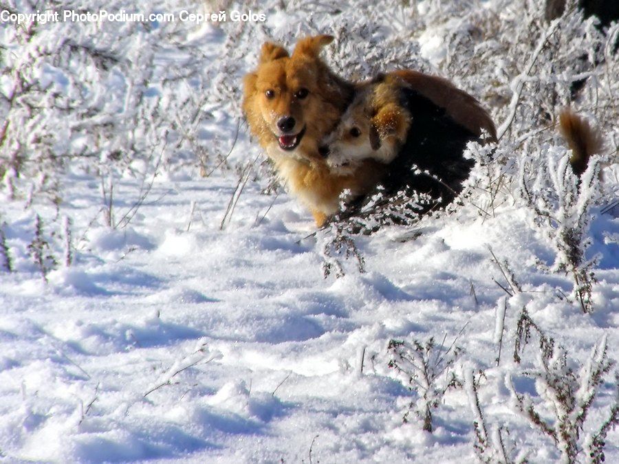 Ice, Outdoors, Snow, Animal, Canine, Collie, Dog