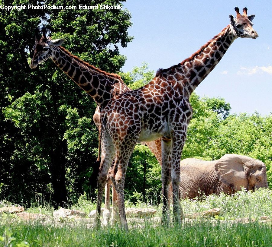 Animal, Giraffe, Mammal, Elephant, Grassland, Outdoors, Savanna