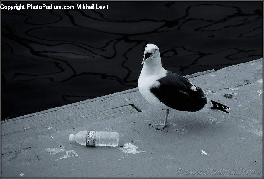 Bird, Seagull, Albatross, Bottle, Beverage, Mineral Water, Water Bottle