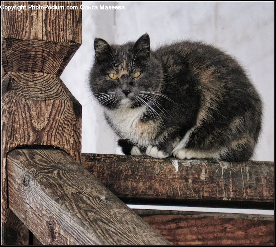 Animal, Cat, Mammal, Manx, Pet, Basket, Furniture