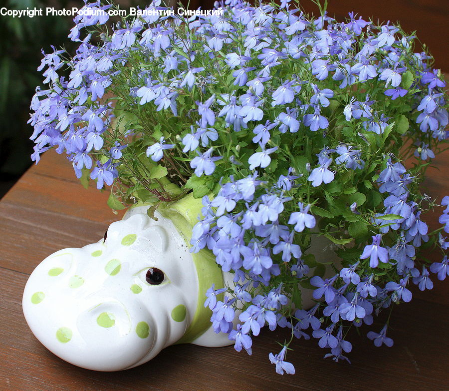 Plant, Potted Plant, Flora, Flower, Iris, Floral Design, Flower Arrangement