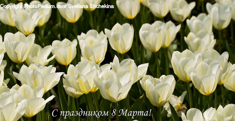 Blossom, Flora, Flower, Plant, Tulip, Crocus