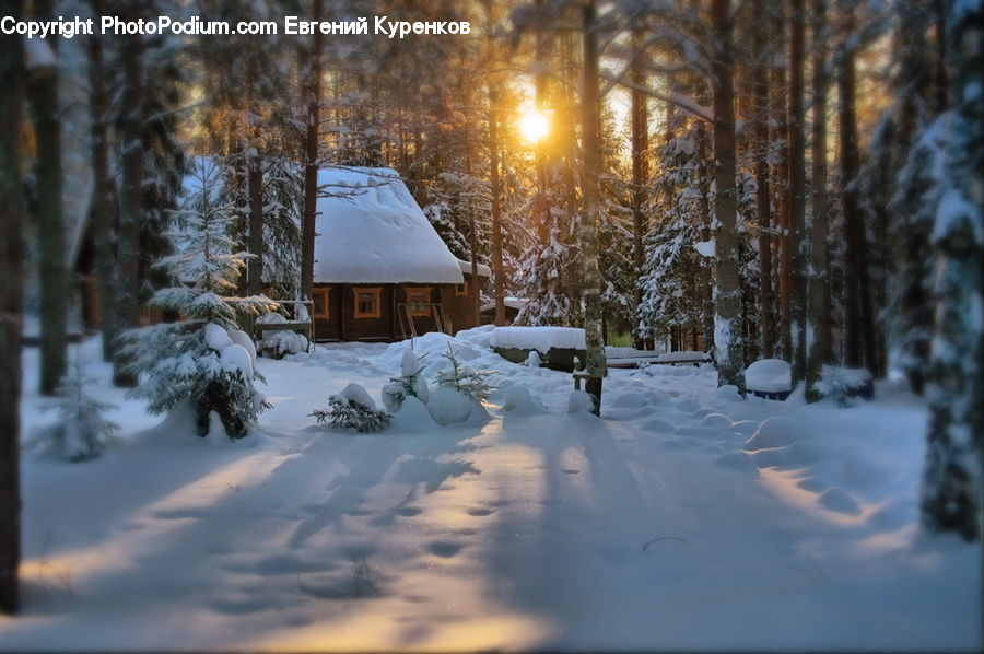 Building, Cottage, Housing, Ice, Outdoors, Snow, Forest