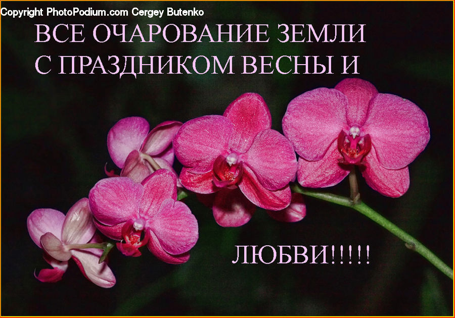 Blossom, Flora, Flower, Orchid, Plant, Geranium, Brochure