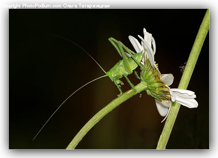 Cricket Insect, Grasshopper, Insect, Invertebrate, Aquilegia, Blossom, Flora