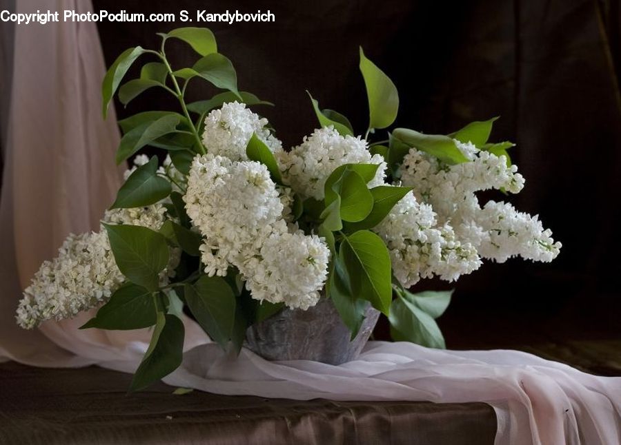 Plant, Potted Plant, Blossom, Flower, Lilac, Flower Arrangement, Flower Bouquet