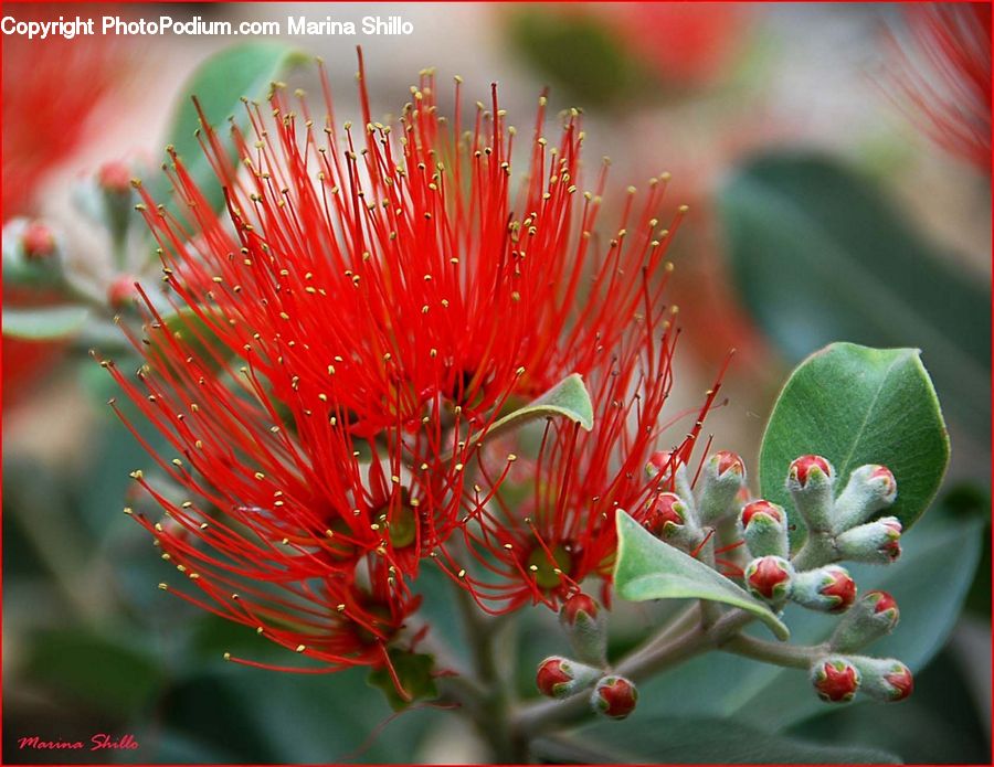 Bud, Plant, Conifer, Fir, Tree, Blossom, Flora