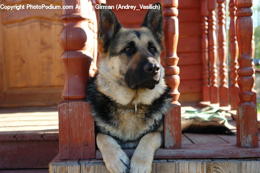 Animal, Canine, Dog, German Shepherd, Mammal, Pet, Rust