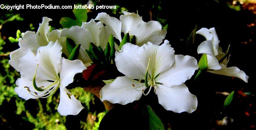 Flora, Flower, Gladiolus, Plant, Lily, Blossom, Petal
