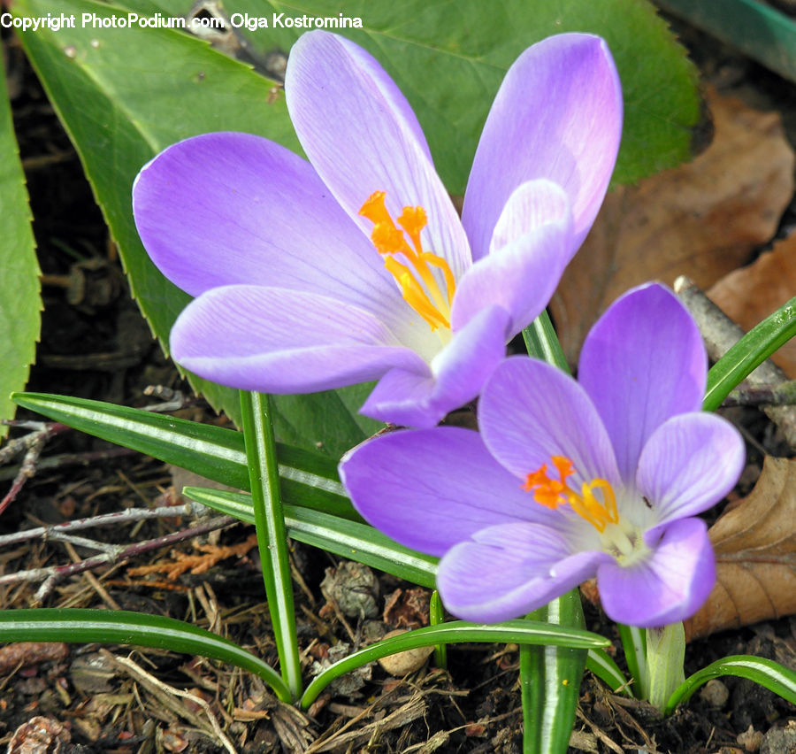 Blossom, Crocus, Flora, Flower, Plant