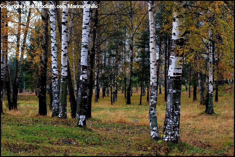 Birch, Tree, Wood, Forest, Vegetation