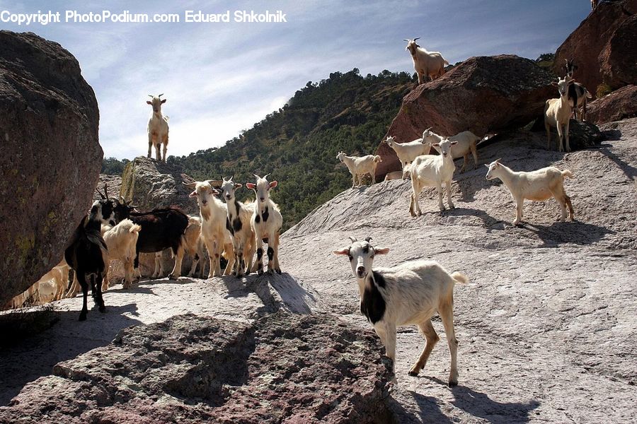 Animal, Cattle, Mammal, Goat, Mountain Goat, Bull, Yak