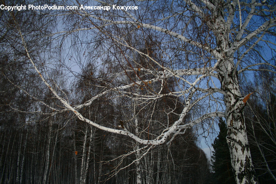 Birch, Tree, Wood, Plant, Forest, Vegetation, Ice