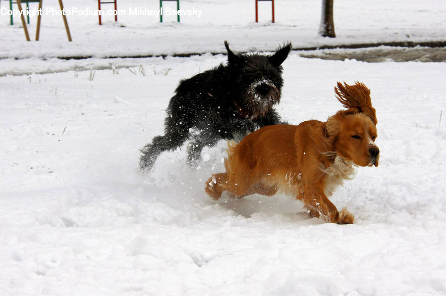 Animal, Canine, Dog, Golden Retriever, Mammal, Pet, Adorable