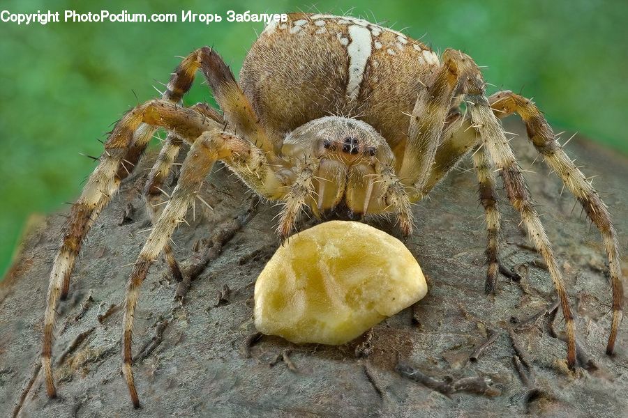 Arachnid, Garden Spider, Insect, Invertebrate, Spider, Animal, Mammal