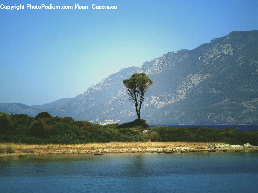 Bush, Plant, Vegetation, Landscape, Nature, Scenery, Beach