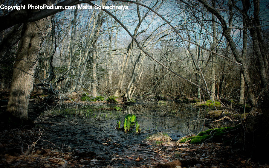 Forest, Vegetation, Jungle, Rainforest, Creek, Outdoors, River