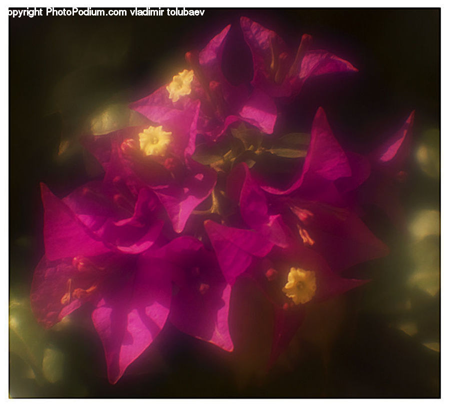 Blossom, Flora, Flower, Geranium, Plant, Gladiolus, Peony