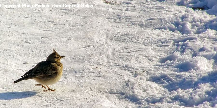 Bird, Sparrow, Ice, Outdoors, Snow, Anthus, Wren