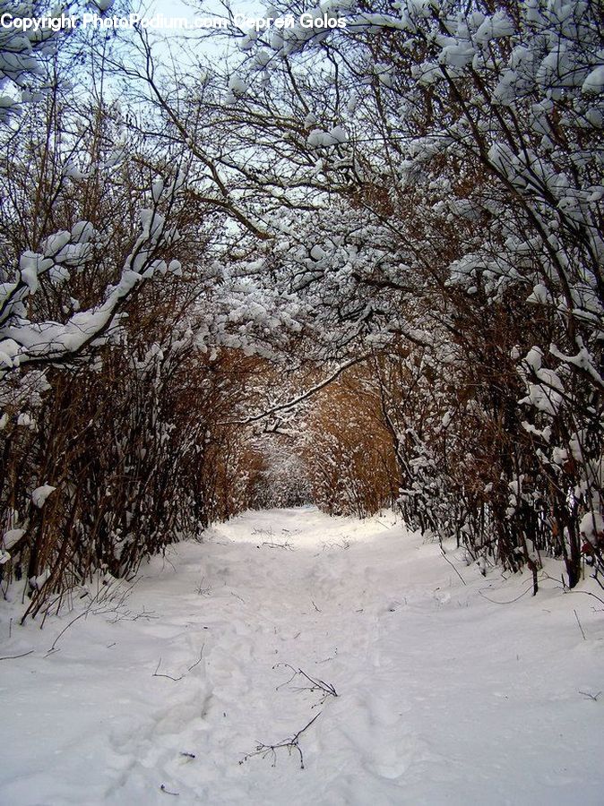 Ice, Outdoors, Snow, Landscape, Nature, Scenery, Plant