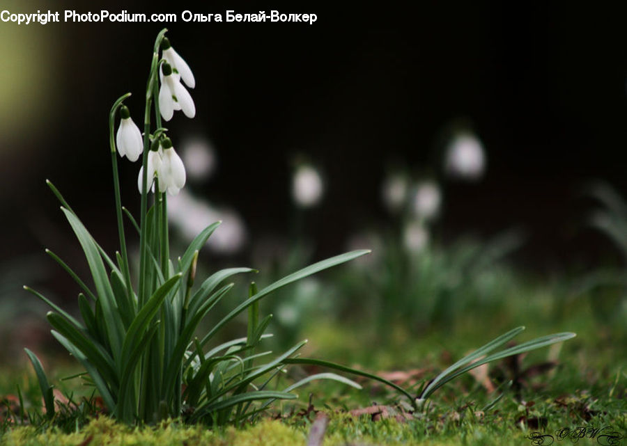 Moss, Plant, Field, Grass, Grassland, Flora, Flower