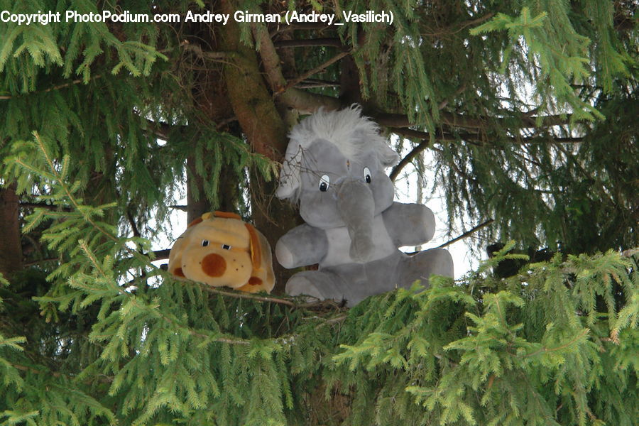 Teddy Bear, Toy, Conifer, Fir, Plant, Tree, Fern