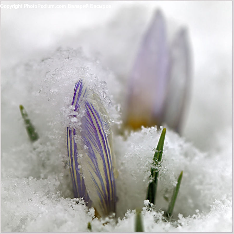Крокусы в снегу макрофото