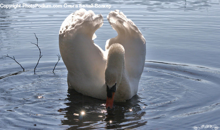 Bird, Swan, Waterfowl, Goose, Duck, Teal, Pelican