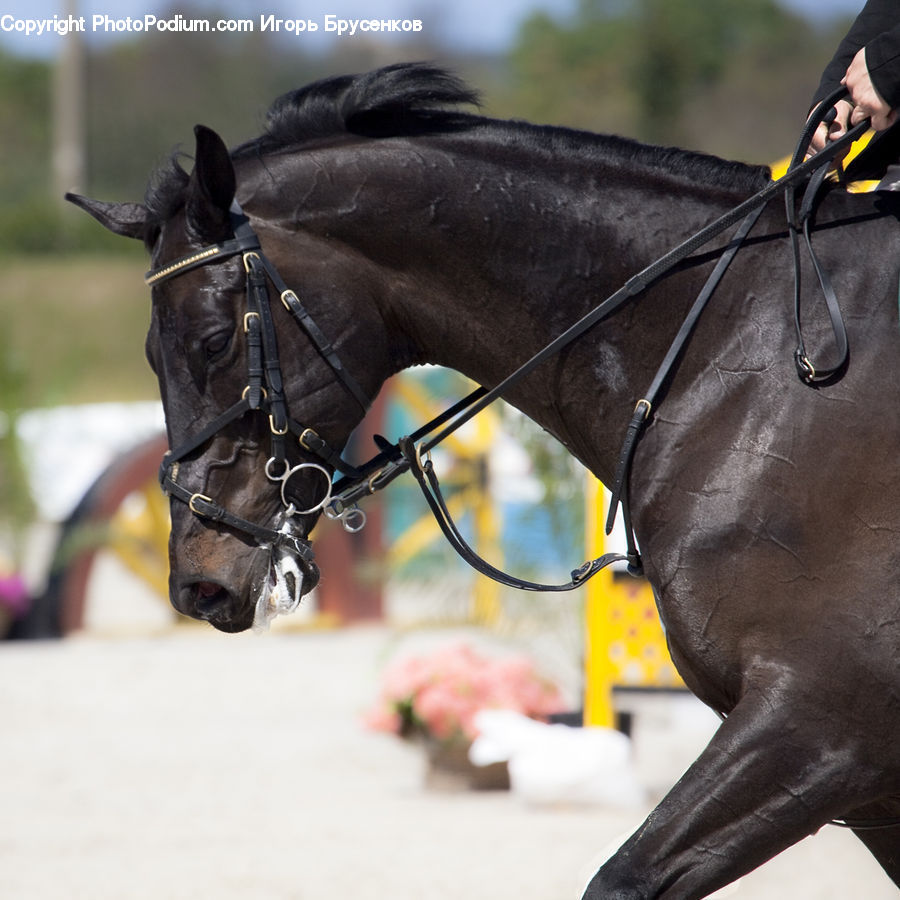 Animal, Horse, Mammal, Stallion, Colt Horse, Asphalt, Tarmac