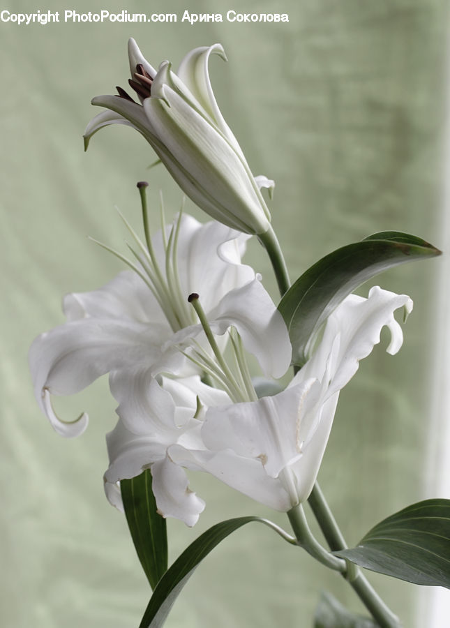 Flora, Flower, Gladiolus, Plant, Flower Arrangement, Flower Bouquet, Lily