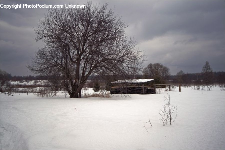 Ice, Outdoors, Snow, Plant, Tree