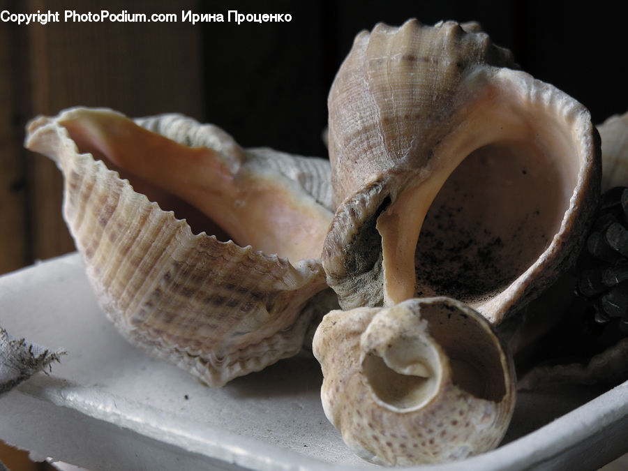 Conch, Invertebrate, Sea Life, Seashell, Lace, Garlic, Plant