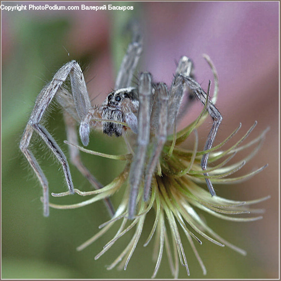 Arachnid, Garden Spider, Insect, Invertebrate, Spider, Mosquito