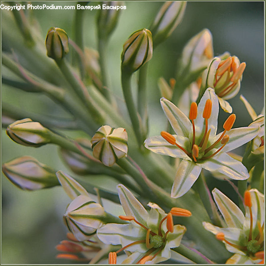 Aloe, Plant, Conifer, Fir, Tree, Flora, Flower