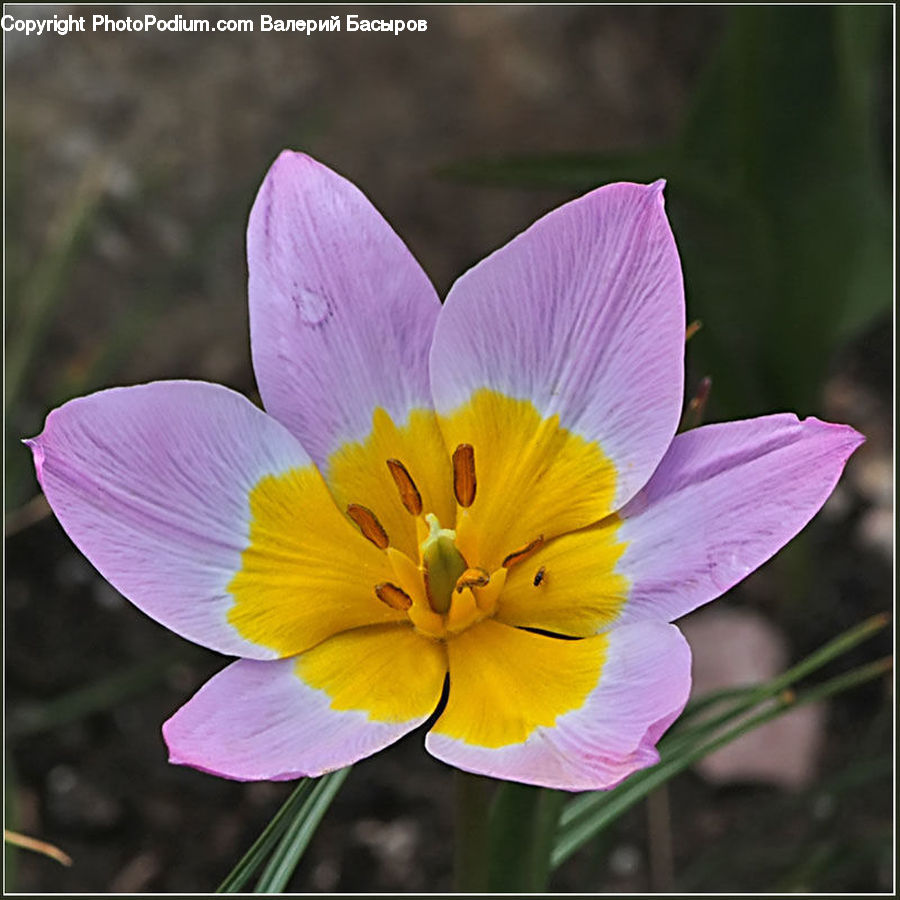Blossom, Crocus, Flora, Flower, Plant, Geranium, Fiber