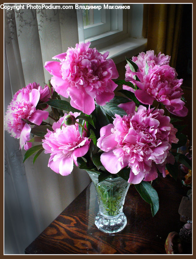 Blossom, Flower, Peony, Plant, Carnation, Flora, Flower Arrangement